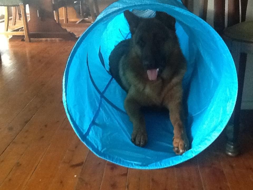 5.5M Portable Pet Dog Agility Training Exercise Tunnel Chute with Carry