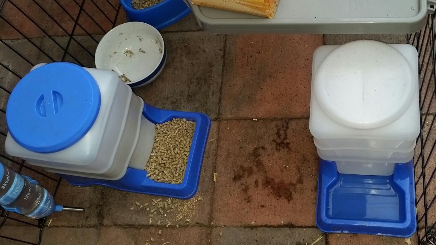 2 Auto Dog Cat Bird Rabbit Guinea Pigs Feeder & Water Dispenser Set