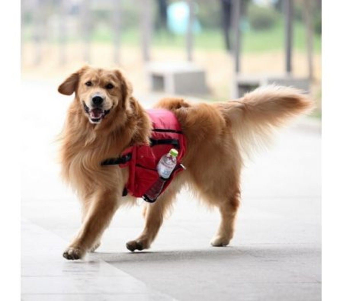 dog backpack for supplies