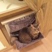 Super Soft Cat Hammock With Stable Frame Install
