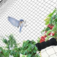 Commercial Fruit Tree Plant Knitted Anti Bird Netting 5X100M&4Gsm