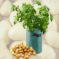Patio Potato Tub Planter Pot - Grow Organic Vegetables