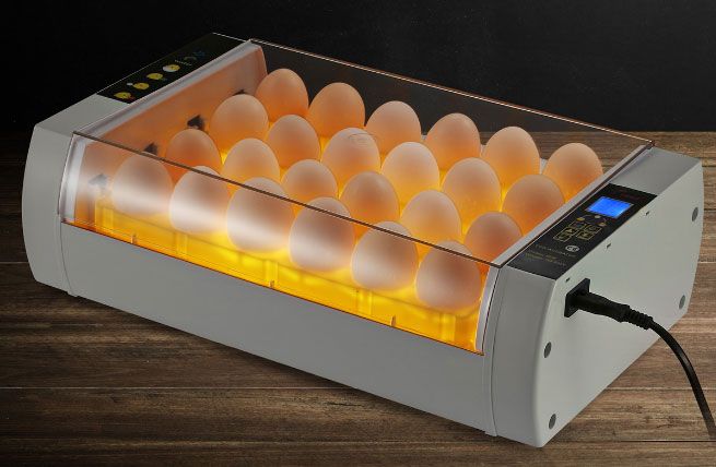 incubator egg quail