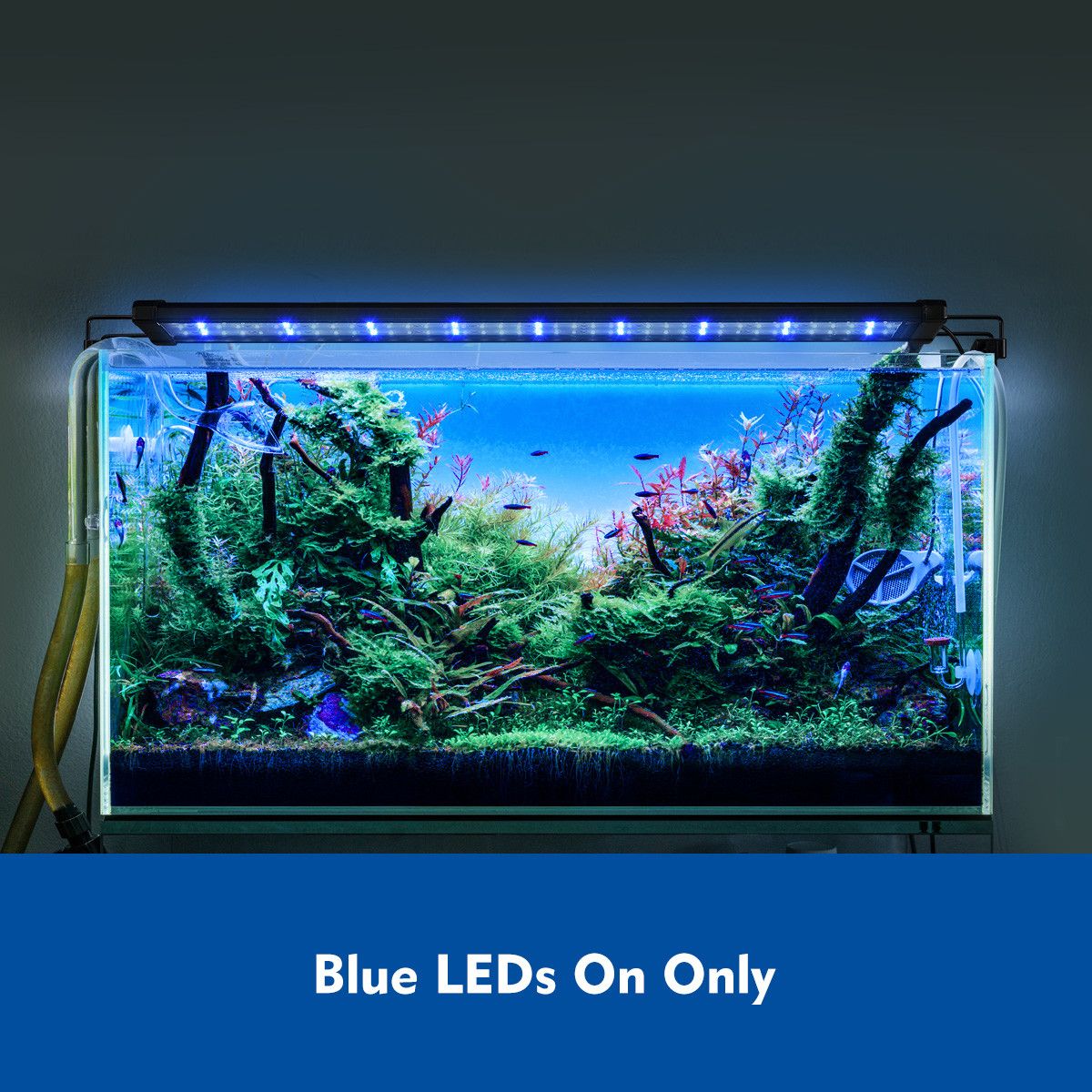 Colourful Aquarium LED Light Fish Tank Lighting Fixture for 7595cm