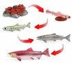 5 sets Realistic Life Growth Cycle of Salmon,chicken,ant, fog,turtle Educational Toys