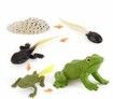 5 sets Realistic Life Growth Cycle of Salmon,chicken,ant, fog,turtle Educational Toys