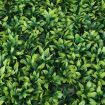 10pcs Artificial Boxwood Hedge Fence Fake Vertical Garden Type 2