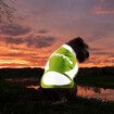 AFP Dog Reflective Jacket Pet Cat Vest Safety Harness Waterproof Outdoor Walking Clothes