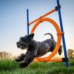 Pet Dog Jump Ring Puppy Agility Hoop Equipment Interactive Toys Exercise Training 