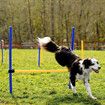 Pawise Dog Agility Equipment Set 28 PCS Pet Obstacle Training Course Tunnel Poles Pause Box Carrying Bags