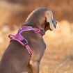 No Pull Harness Purple L