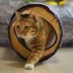 Cat Tunnel 3 Way Collapsible Tube with Peek Holes Cat Tunnels for Indoor Cats Interactive Maze Toy for Kitty Puppy Rabbits Ferrets Squirrels Guinea Pigs Chinchillas