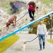 Hands Free Dog Leash for Medium and Large Dogs Training, Walking, Jogging and Running Your Pet