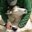 Sheep Shears Electric Clippers Shearing Farm Goat Alpaca livestock wool carding
