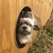 Pet Peek Fence Bubble Window For Dogs Durable Acrylic Dome Fence Window