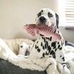 Squeaky Dog Toys, Durable Puppy Toys for Small to Medium Dogs