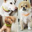 60cm Dog Flea and Tick Collar 4 Months Protection for Dog Cat, Anti Lice Pest Mosquitoes  Color Random send