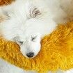 50cm Calming Donut Dog Bed Anti Anxiety Round Fluffy Plush Machine Washable Cuddler Pet Bed Col.Orange