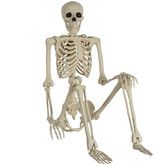 Halloween Skeletons,Halloween Decorations Skull,16" Full Body Realistic Faux Human Skeleton,For Haunted House Props