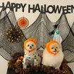 Halloween Costumes Pet Pumpkin Hat Funny Halloween Party Costume Props Cute Headdress For Small Dogs?3 pack)