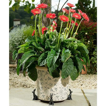 https://img.crazysales.com.au/products_pictures/287/287947_2475881_F.jpg