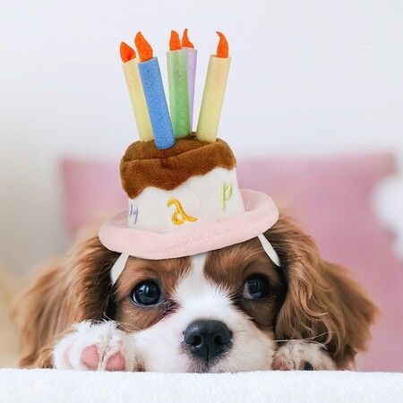 Pet Birthday Cake Hat with Candle for Dog Cat Party Costume, Size S