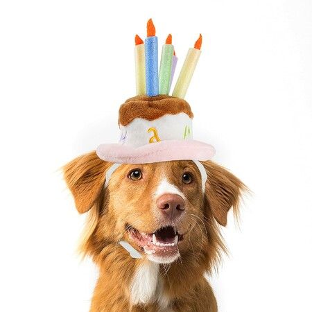 Pet Birthday Cake Hat with Candle for Dog Cat Party Costume, Size M