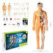 3D Human Body Anatomy Model Children Plastic DIY Skeleton Toy