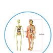 3D Human Body Anatomy Model Children Plastic DIY Skeleton Toy