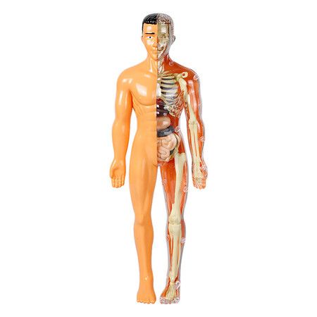 3D Human Body Anatomy Model Children Plastic DIY Skeleton Toy