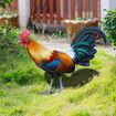 2pcs Backyards Decoration Rooster Hen Ground Sings Garden Lawns Acrylic Signs Inserted Chicken Animal Decor Silhouette Signs