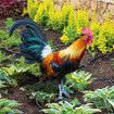 2pcs Backyards Decoration Rooster Hen Ground Sings Garden Lawns Acrylic Signs Inserted Chicken Animal Decor Silhouette Signs