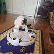 Cat Toy, Interactive Automatic Toy for Cat or Kitten, Adjustable Electronic Battery Operated Toy