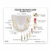 Clear Dental Model, Human Body Anatomy Replica of Jaw Teeth for Dentist Office Educational Tool