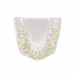 Clear Dental Model, Human Body Anatomy Replica of Jaw Teeth for Dentist Office Educational Tool