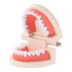 Dentures Dental Teeth Teaching Model Adult Gums Standard Demonstration Tool for Kindergarten Brushing Teaching