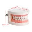 Dentures Dental Teeth Teaching Model Adult Gums Standard Demonstration Tool for Kindergarten Brushing Teaching