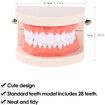 Dentures Dental Teeth Teaching Model Adult Gums Standard Demonstration Tool for Kindergarten Brushing Teaching