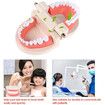 Dentures Dental Teeth Teaching Model Adult Gums Standard Demonstration Tool for Kindergarten Brushing Teaching