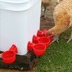 Chicken Feeder No Waste Automatic Poultry Feeder Ports Kit Chicken Feeders and Waterer Set14 Pack(Red)