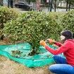 Landscape Tarp for Trimming with 12 inch Hole, Garden Tree Pruning Waterproof Tarp