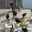 Small Simulation Fake Bird, Realistic Halloween Black Crow Model, Home Decoration, Scary Animal Toys, Lightweight (6 Pack)