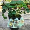 50 Pcs Fruit Protection Bags,6"×8" Fruit Netting Bags for Fruit Trees Fruit Cover Mesh Bag with Drawstring Netting Barrier Bags for Plant Fruit Flower