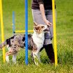 Dog Agility Equipment 5 Set Pet Pet Scene Puppy Training Kit Jump Hurdle Tunnel Poles Pause Box Hoop Obstacle