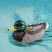 RC Boat Electric Duck Boats 2.4Ghz Hunting Motion Remote Control Duck Ships Waterproof for Swimming Pool