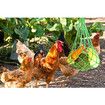 2Pcs Chicken Vegetable String Bag Poultry Fruit Holder Chicken Cabbage Feeder Treat Feeding Tool with Hook for Hens Chicken Coop Toy for Hen Goose Duck Green