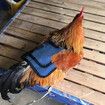 1pc Chicken Saddles Birds Chicken Dress with Adjustable Strap Male Hen Saddle Birds Back Sides Protector for Chicken Birds Color Blue