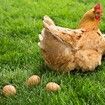 Wooden Fake Eggs Nesting Dummy Laying Hen Agricultural Tool 6 Pcs Farm Nest Laying Hatch Box Training