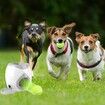 Dog Ball Launcher Dog Food Tenni Ball Machine,Dog Puzzle Feeder Dispenser,Dog Training Treats Interactive Feeder Balls Smart Puzzle Toy Color Grey