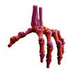 Red 3D Printed Skeleton Hand Realistic Movable Halloween Finger Bones for Party Decorations Gift